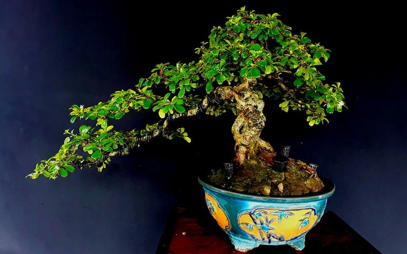 Top 30 cây cảnh bonsai mini để bàn làm việc đẹp và hợp phong thủy nhất 2024