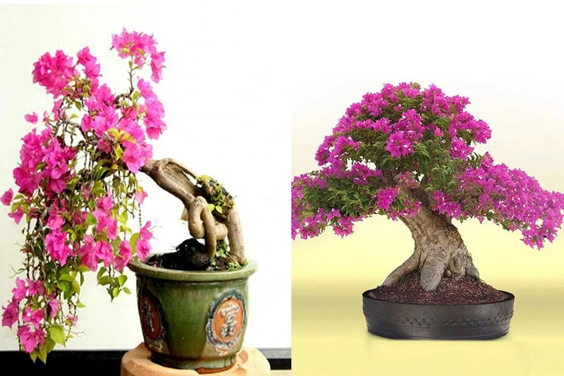 Top 30 cây cảnh bonsai mini để bàn làm việc đẹp và hợp phong thủy nhất 2024