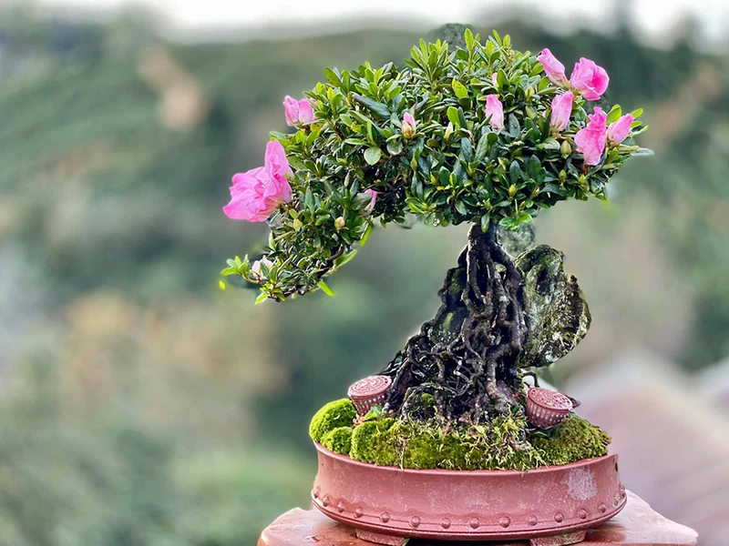 Top 30 cây cảnh bonsai mini để bàn làm việc đẹp và hợp phong thủy nhất 2024