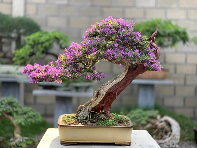 Săn tìm cây kiểng độc lạ đón tết 2026 rước tài lộc: Xu hướng kiểng thú và bonsai cổ thụ vạn người mê 4 30 cây cảnh bonsai mini để bàn làm việc hợp phong thủy nhất