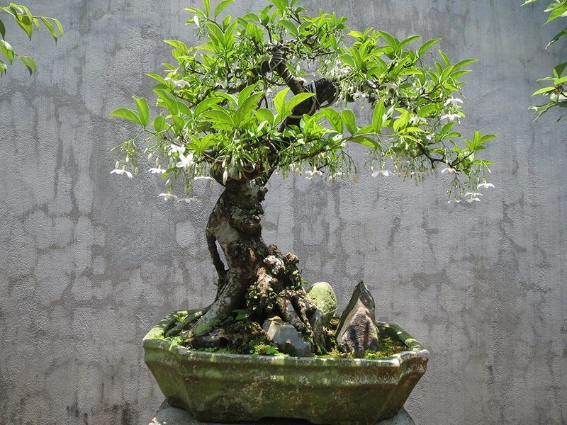 Top 30 cây cảnh bonsai mini để bàn làm việc đẹp và hợp phong thủy nhất 2024