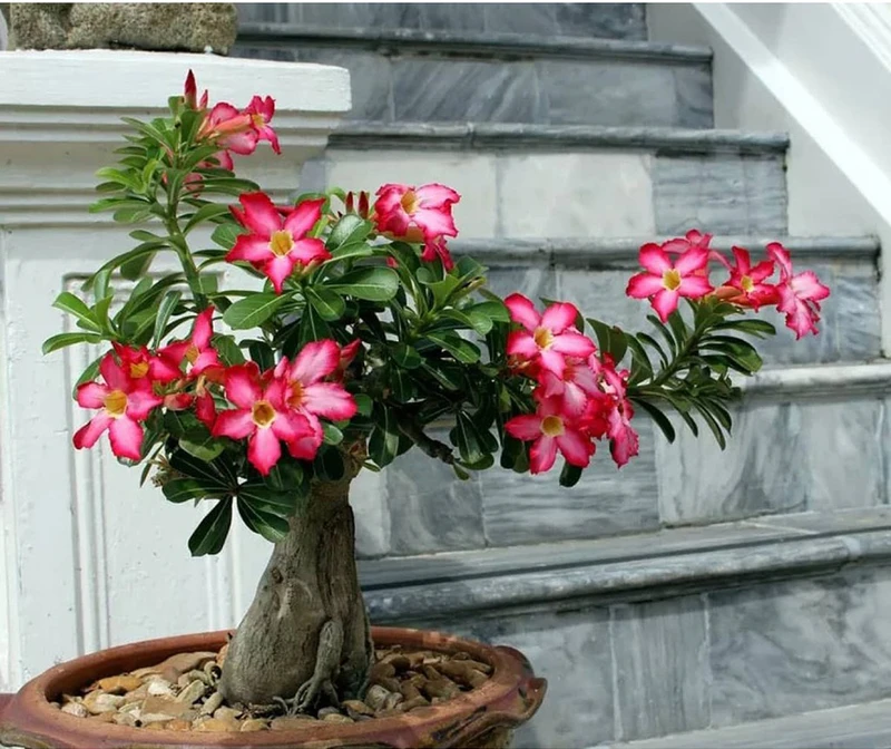 Top 30 cây cảnh bonsai mini để bàn làm việc đẹp và hợp phong thủy nhất 2024