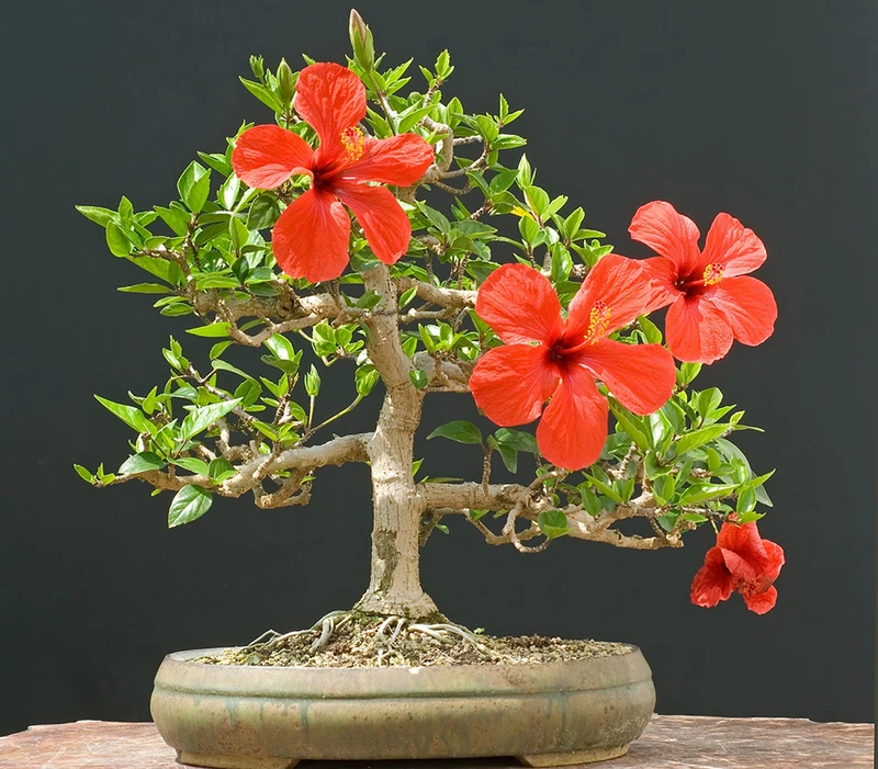 Top 30 cây cảnh bonsai mini để bàn làm việc đẹp và hợp phong thủy nhất 2024