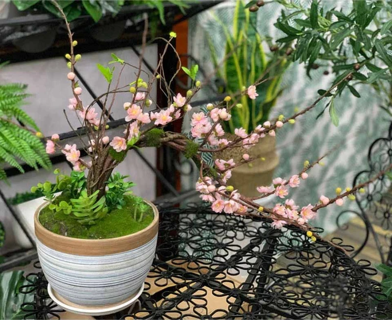 Top 30 cây cảnh bonsai mini để bàn làm việc đẹp và hợp phong thủy nhất 2024