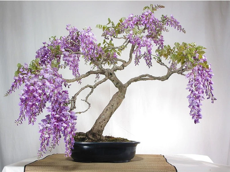 Top 30 cây cảnh bonsai mini để bàn làm việc đẹp và hợp phong thủy nhất 2024