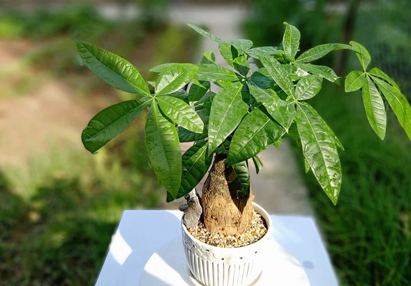 Top 30 cây cảnh bonsai mini để bàn làm việc đẹp và hợp phong thủy nhất 2024