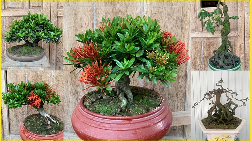 Top 30 cây cảnh bonsai mini để bàn làm việc đẹp và hợp phong thủy nhất 2024