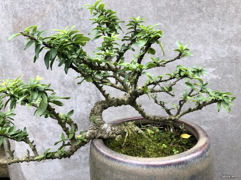 Top 30 cây cảnh bonsai mini để bàn làm việc đẹp và hợp phong thủy nhất 2024
