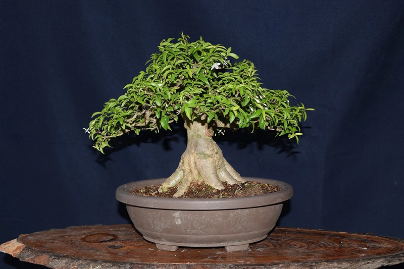 Top 30 cây cảnh bonsai mini để bàn làm việc đẹp và hợp phong thủy nhất 2024