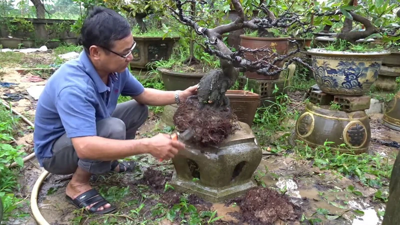 Cách chăm sóc cây mai vàng bị suy yếu vàng lá để nhanh phục hồi
