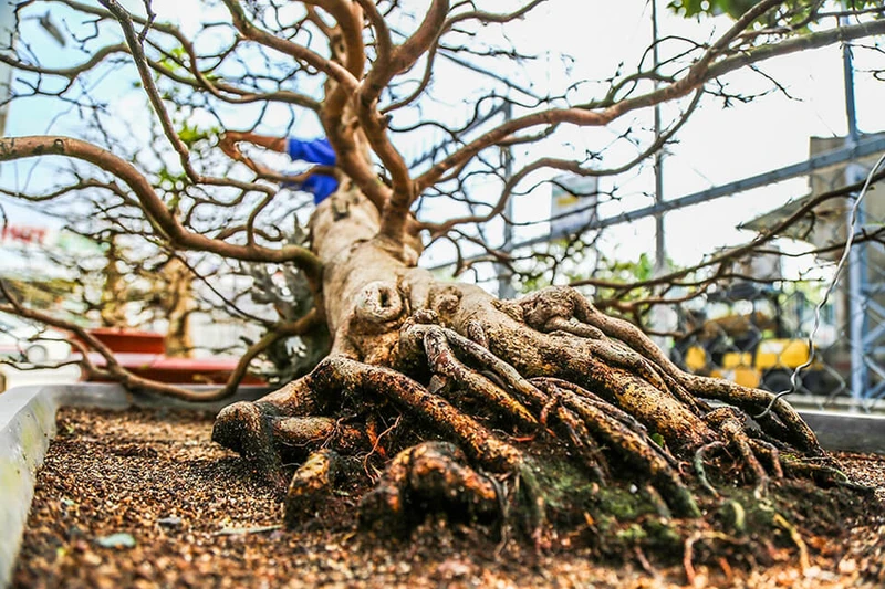 Cách chăm sóc cây mai vàng bị suy yếu vàng lá để nhanh phục hồi