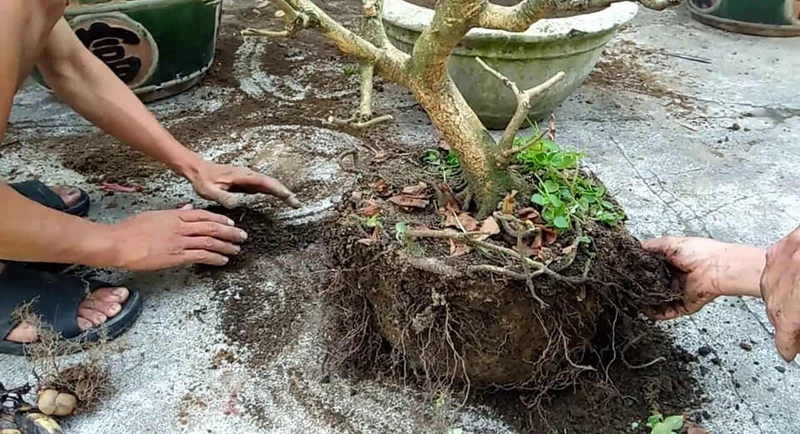 Cách chăm sóc cây mai vàng bị suy yếu vàng lá để nhanh phục hồi