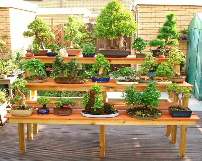 Top 30 cây cảnh bonsai mini để bàn làm việc đẹp và hợp phong thủy nhất 2024