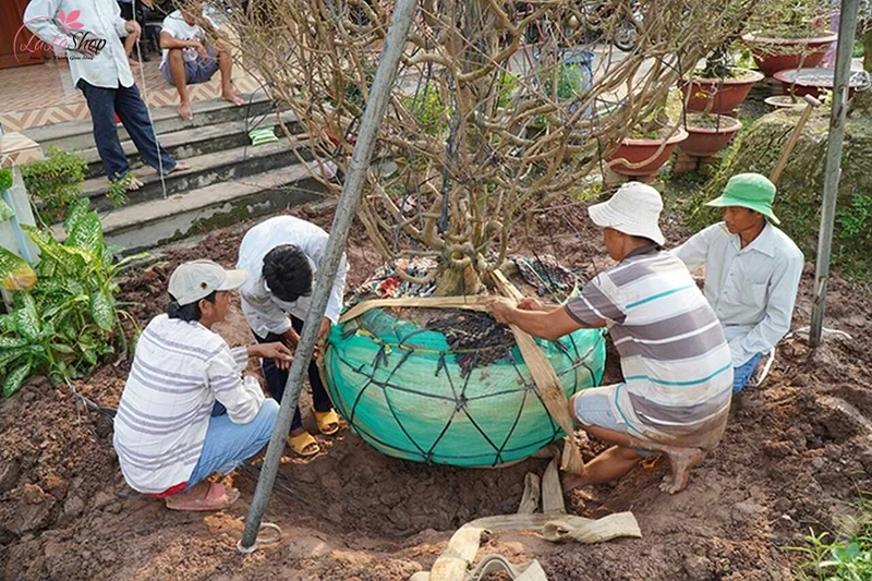 Bọc gốc mai mới bứng