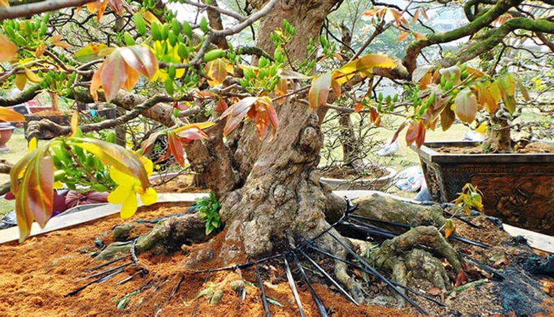 Cách chăm sóc cây mai vàng bị suy yếu vàng lá để nhanh phục hồi