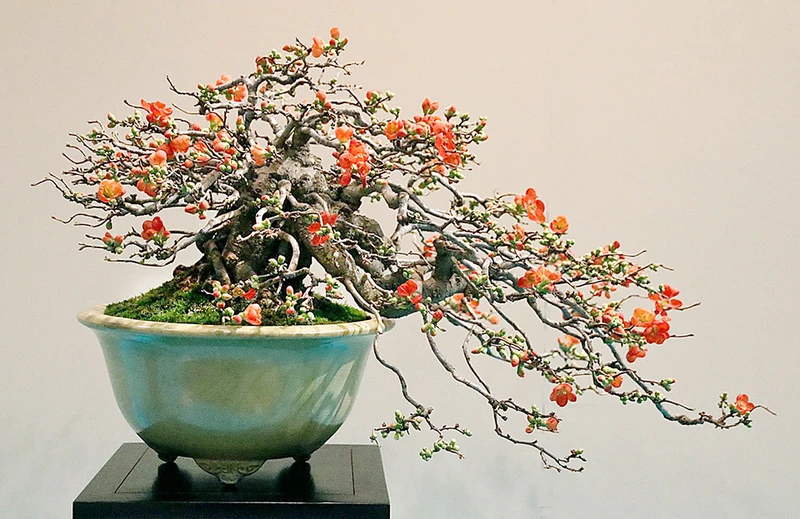 Một chiếc chậu kiểng đẹp cũng làm nên giá trị của những cây mai, cây đào hoặc quất nhà bạn trong ngày Tết