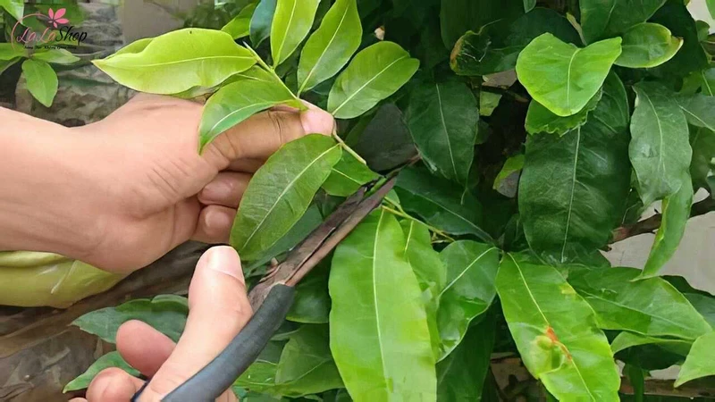 Cắt tỉa cành mai