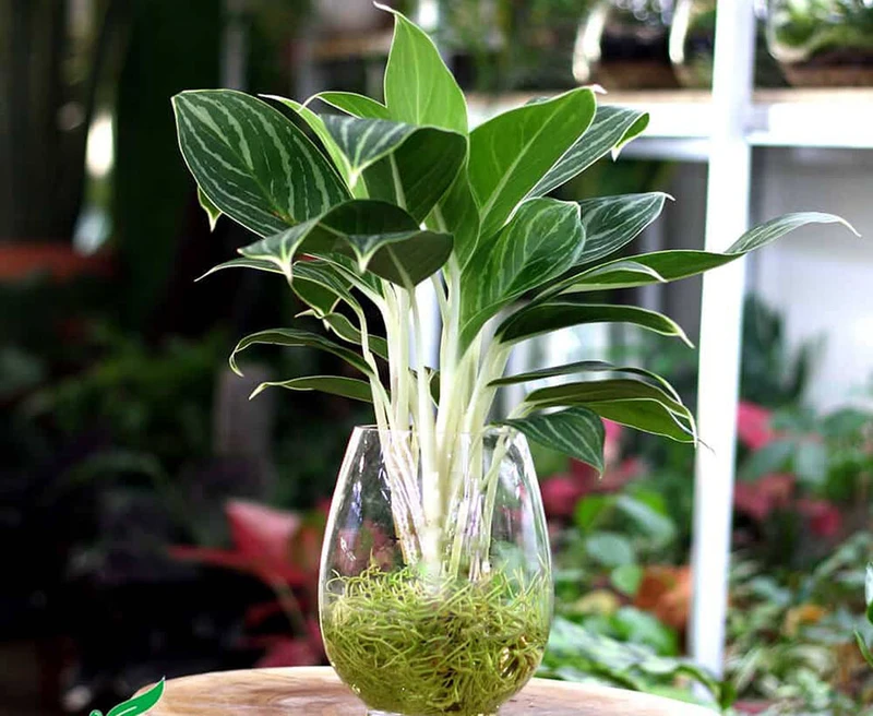 Top 30 loại cây thủy sinh để bàn làm việc đẹp và hợp phong thủy nhất 2024