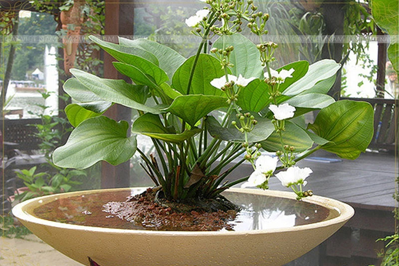 Top 30 loại cây thủy sinh để bàn làm việc đẹp và hợp phong thủy nhất 2024