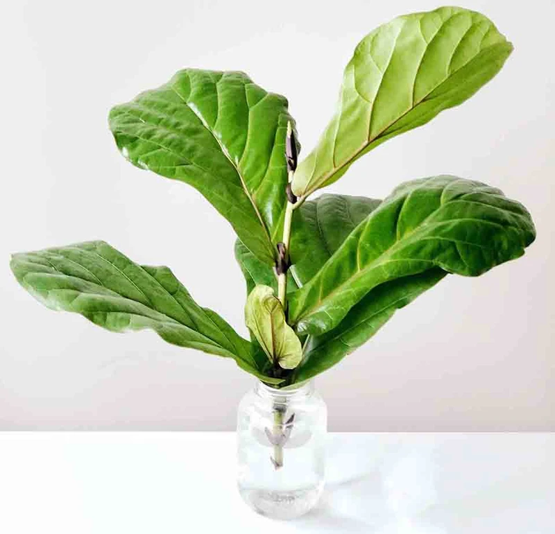 Top 30 loại cây thủy sinh để bàn làm việc đẹp và hợp phong thủy nhất 2024