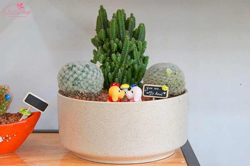 Cây cảnh để bàn không chỉ là món quà trang trí mà còn mang lại nhiều lợi ích thiết thực