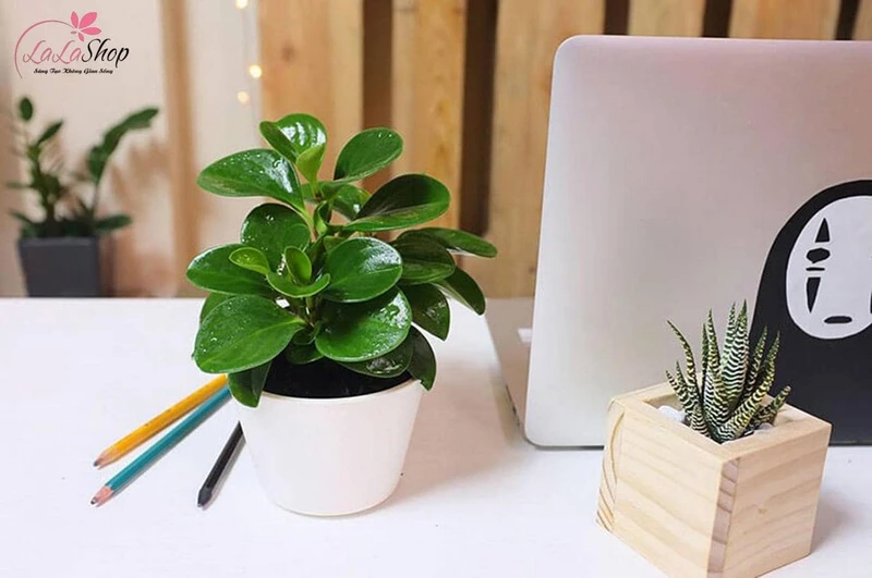 Cây cảnh giúp mang đến không gian xanh mát thích hợp làm quà tặng tốt nghiệp cho nữ