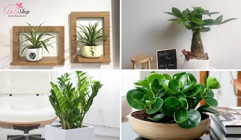 Cây cảnh giúp trang trí và mang nhiều ý nghĩa phong thủy