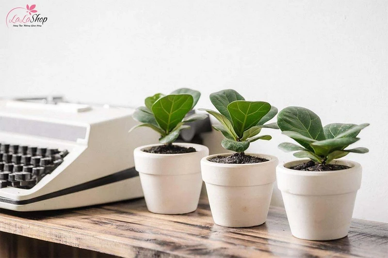 Cây cảnh mang ý nghĩa phong thuỷ và không gian xanh mát