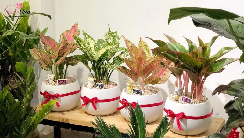 Cây cảnh tài lộc sẽ mang đến may mắn cho người nhận