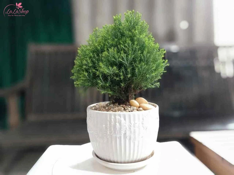 Cây cảnh trang trí ngày Tết giúp làm đẹp không gian và mang ý nghĩa phong thủy