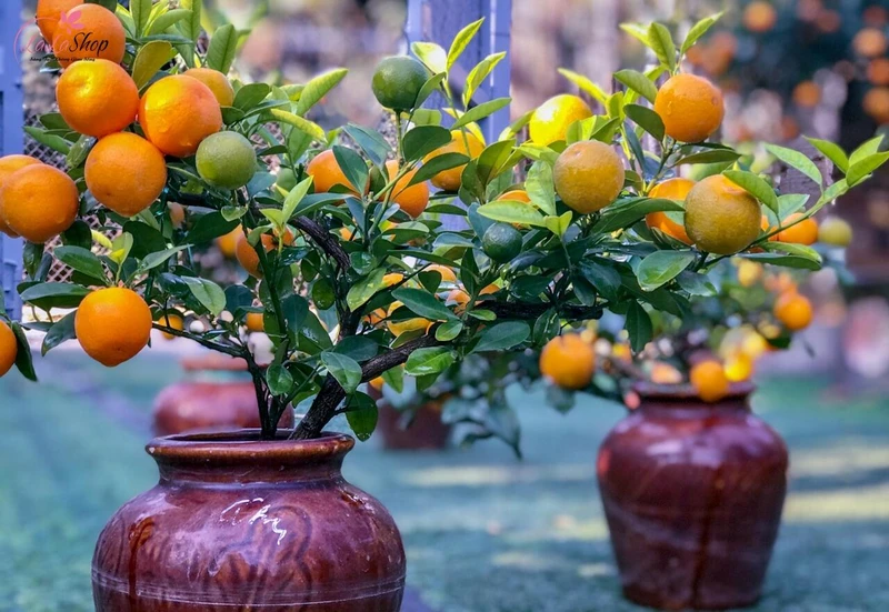 Cây cảnh vừa làm đẹp không gian vừa mang lại may mắn, thịnh vượng cho gia đình