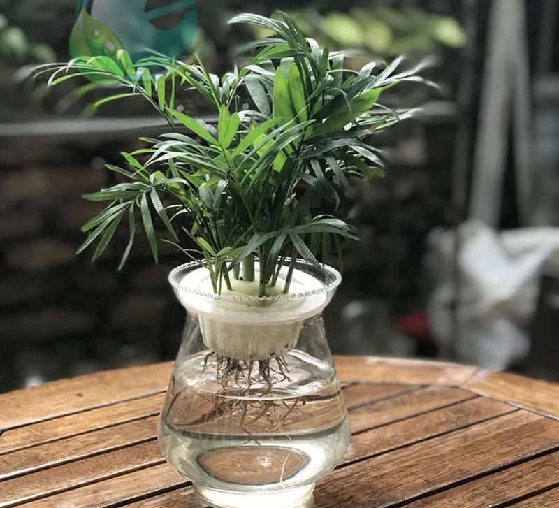 Top 30 loại cây thủy sinh để bàn làm việc đẹp và hợp phong thủy nhất 2024