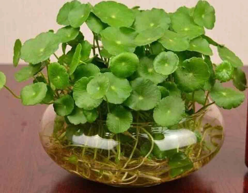 Top 30 loại cây thủy sinh để bàn làm việc đẹp và hợp phong thủy nhất 2024