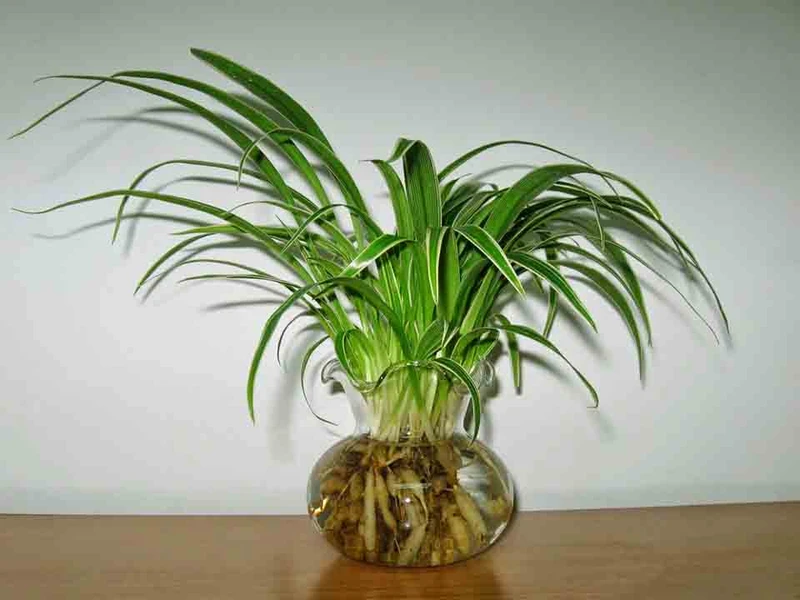 Top 30 loại cây thủy sinh để bàn làm việc đẹp và hợp phong thủy nhất 2024