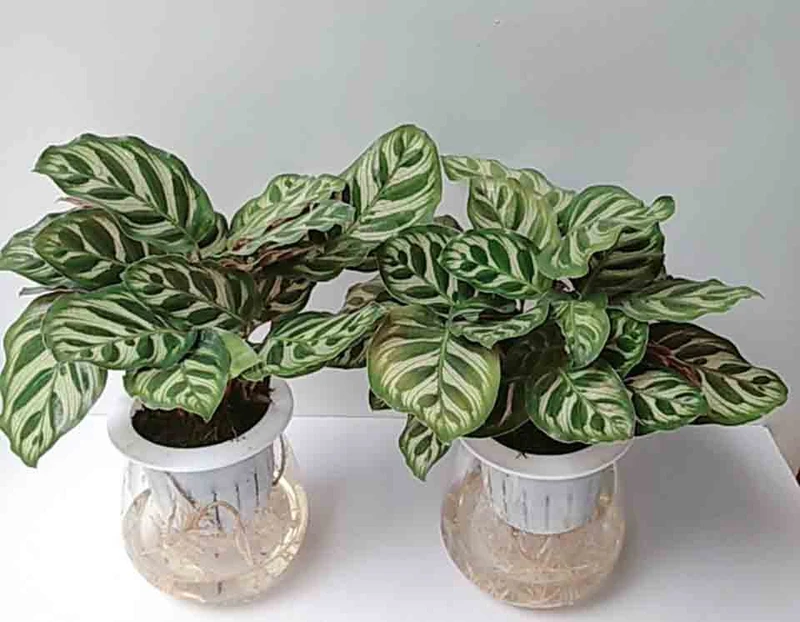 Top 30 loại cây thủy sinh để bàn làm việc đẹp và hợp phong thủy nhất 2024