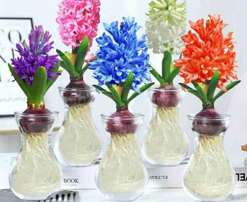 Top 30 loại cây thủy sinh để bàn làm việc đẹp và hợp phong thủy nhất 2024