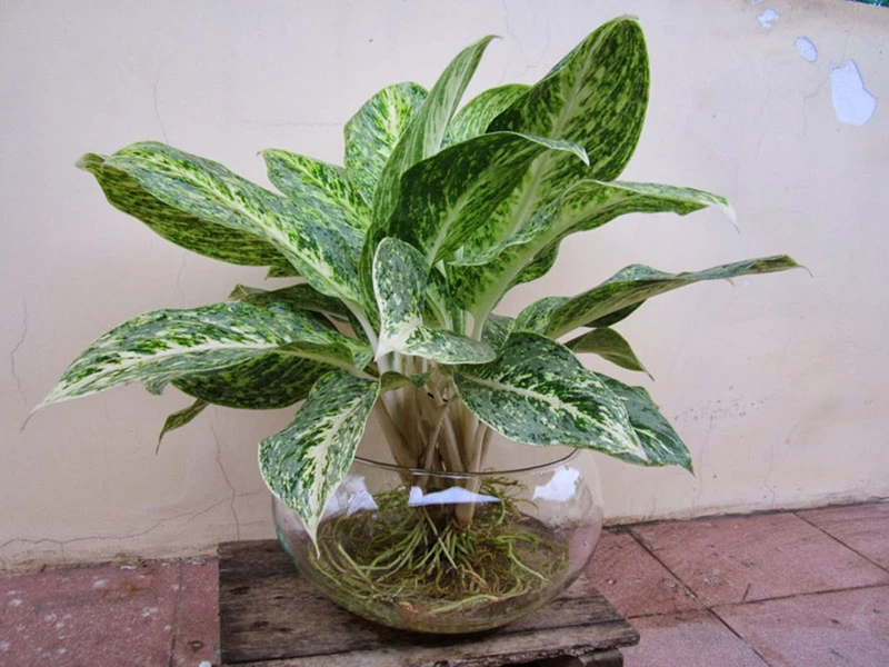 Top 30 loại cây thủy sinh để bàn làm việc đẹp và hợp phong thủy nhất 2024