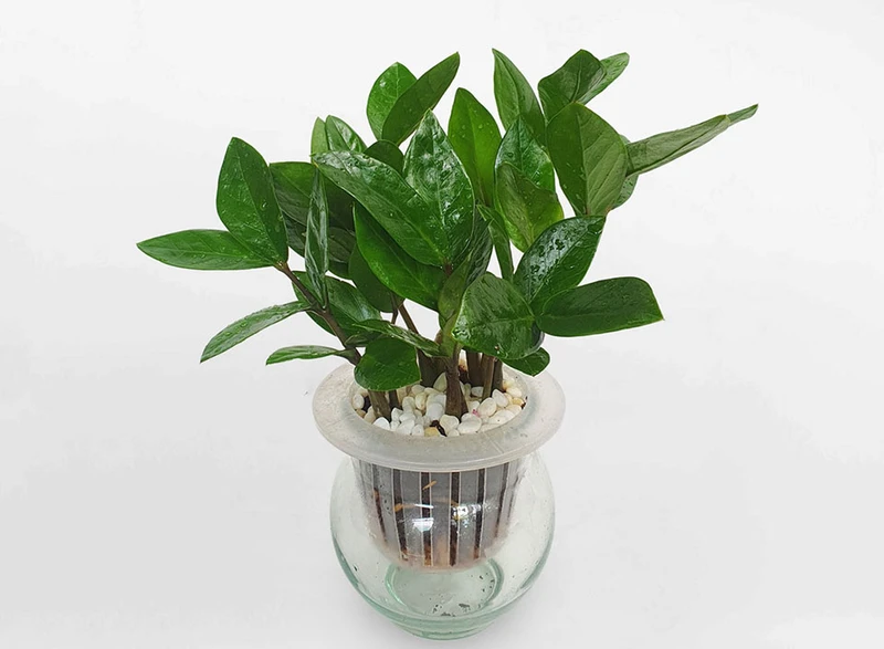 Top 30 loại cây thủy sinh để bàn làm việc đẹp và hợp phong thủy nhất 2024