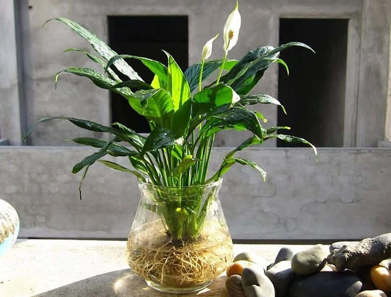 Top 30 loại cây thủy sinh để bàn làm việc đẹp và hợp phong thủy nhất 2024