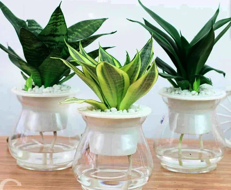 Top 30 loại cây thủy sinh để bàn làm việc đẹp và hợp phong thủy nhất 2024