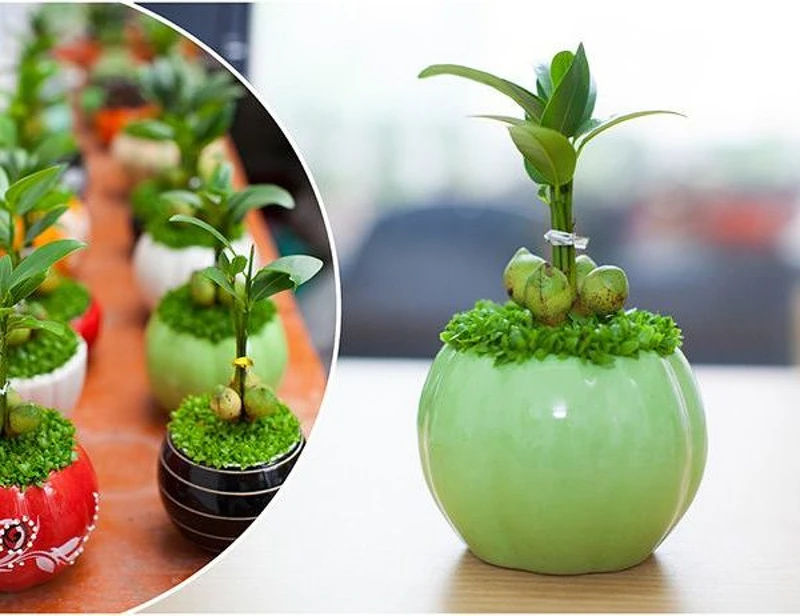 Mệnh Thổ hợp cây gì để bàn làm việc trong phong thủy và cần lưu ý những gì?