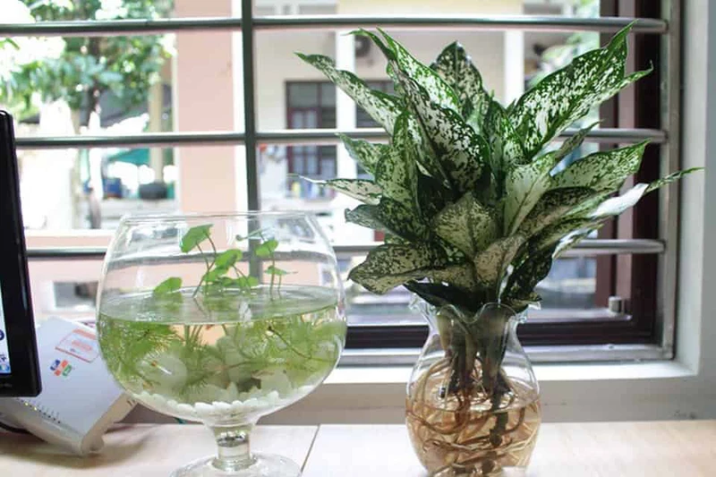 Top 30 loại cây thủy sinh để bàn làm việc đẹp và hợp phong thủy nhất 2024