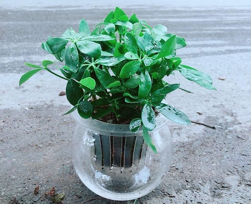 Top 30 loại cây thủy sinh để bàn làm việc đẹp và hợp phong thủy nhất 2024