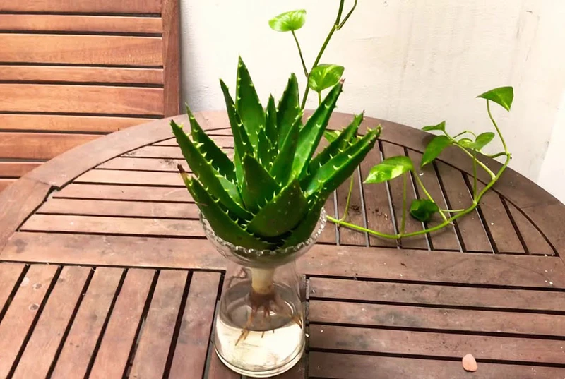 Top 30 loại cây thủy sinh để bàn làm việc đẹp và hợp phong thủy nhất 2024