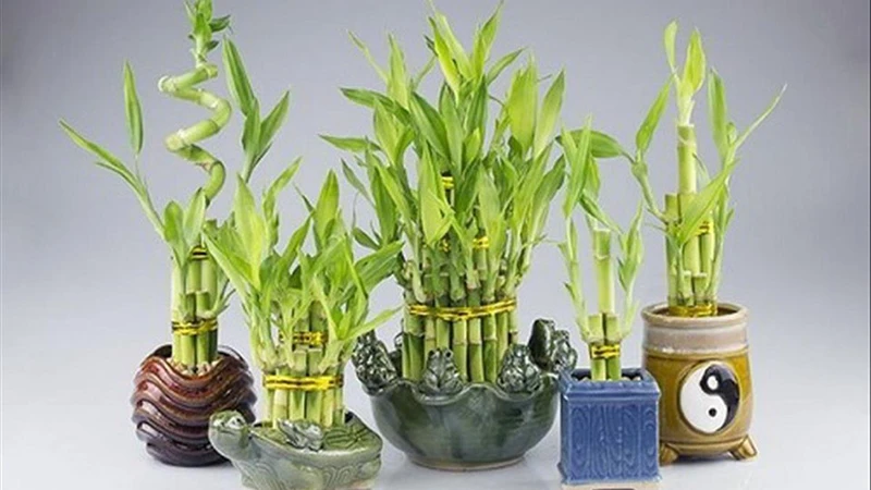 Top 30 loại cây thủy sinh để bàn làm việc đẹp và hợp phong thủy nhất 2024