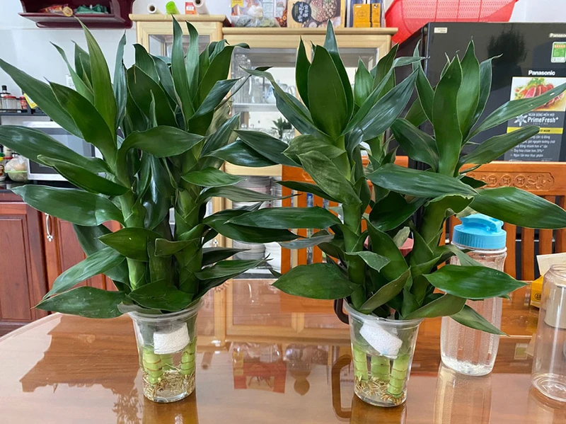 Top 30 loại cây thủy sinh để bàn làm việc đẹp và hợp phong thủy nhất 2024