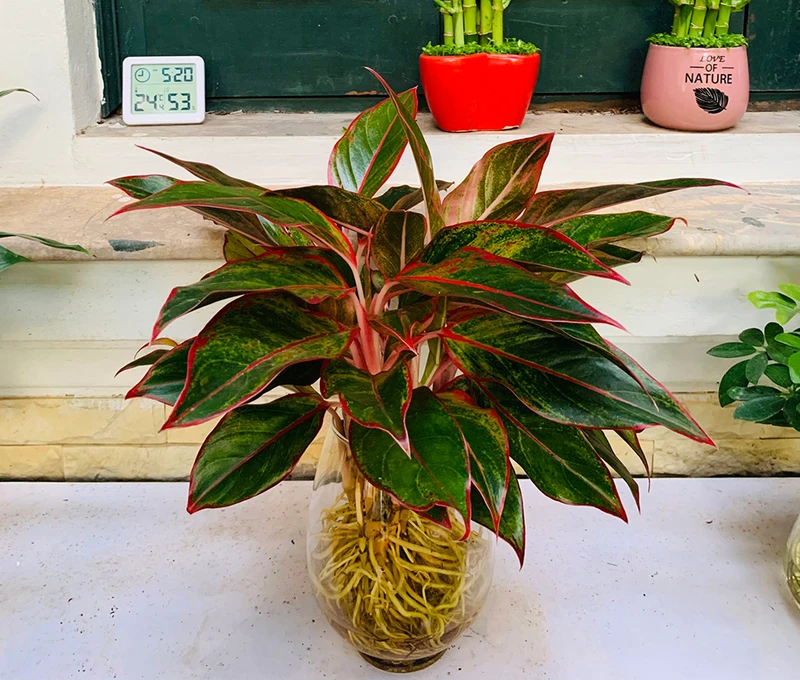 Top 30 loại cây thủy sinh để bàn làm việc đẹp và hợp phong thủy nhất 2024