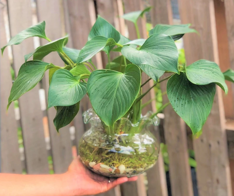 Top 30 loại cây thủy sinh để bàn làm việc đẹp và hợp phong thủy nhất 2024