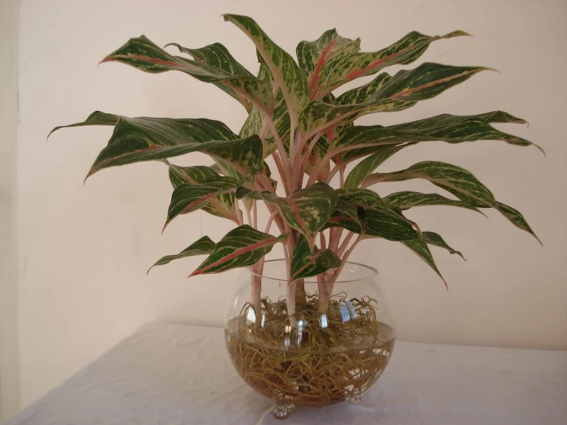 Top 30 loại cây thủy sinh để bàn làm việc đẹp và hợp phong thủy nhất 2024