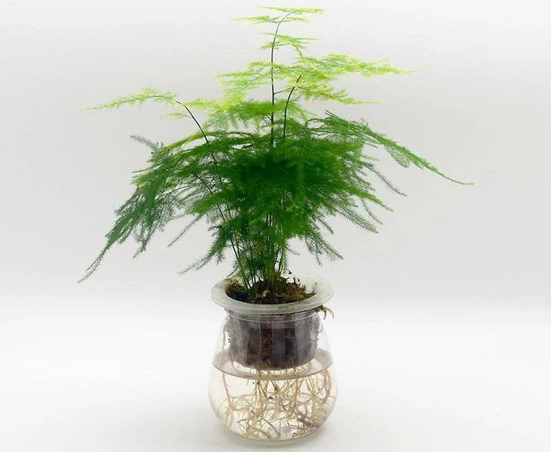 Top 30 loại cây thủy sinh để bàn làm việc đẹp và hợp phong thủy nhất 2024